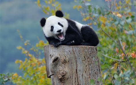 Những Hình Nền Gấu Trúc Panda Mập ú Dễ Thương Nhất