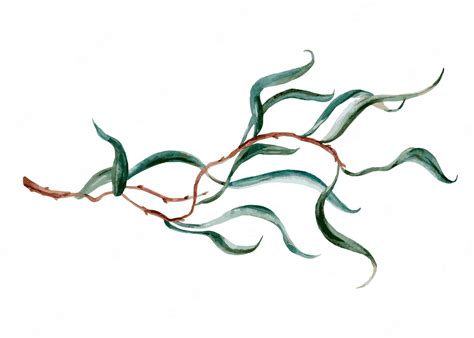 Premium Vector Watercolor Tree Branch