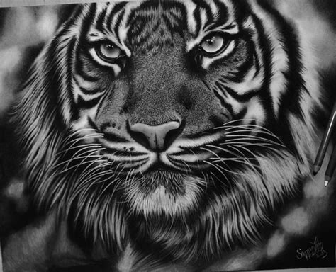Original Tiger Portrait By Sjhowell11 On Deviantart Tiger Drawing