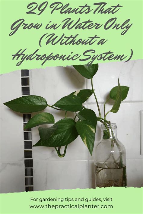 29 Plants That Grow In Water Only Without A Hydroponic System Water
