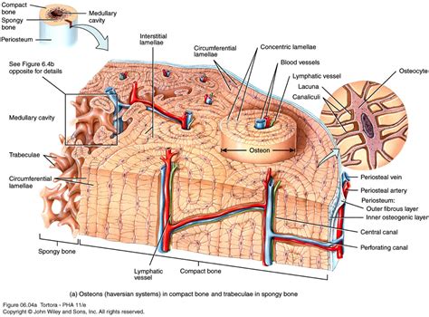 Osseous Tissue Diagram