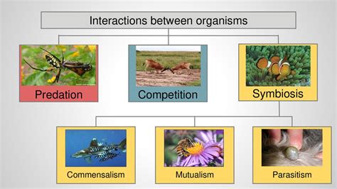Relationships Between Organisms Ppt Download