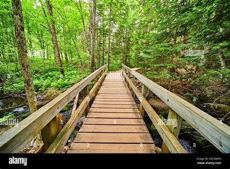 Wood Boardwalk Walking Bridge Over Creek In Woods Stock Photo Alamy