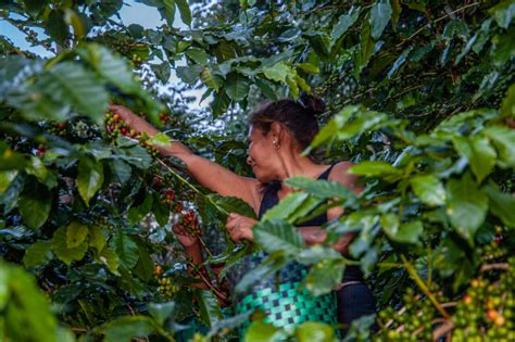 Gcp And Oirsa Forge Groundbreaking Partnership To Propel Coffee Farmer Prosperity Across Latin