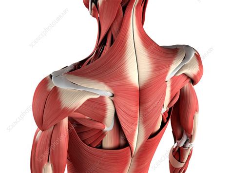 Male Musculature Artwork Stock Image F0047755 Science Photo Library