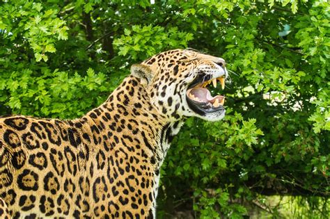 Big Cats Jaguars Roar Head Hd Wallpaper Rare Gallery