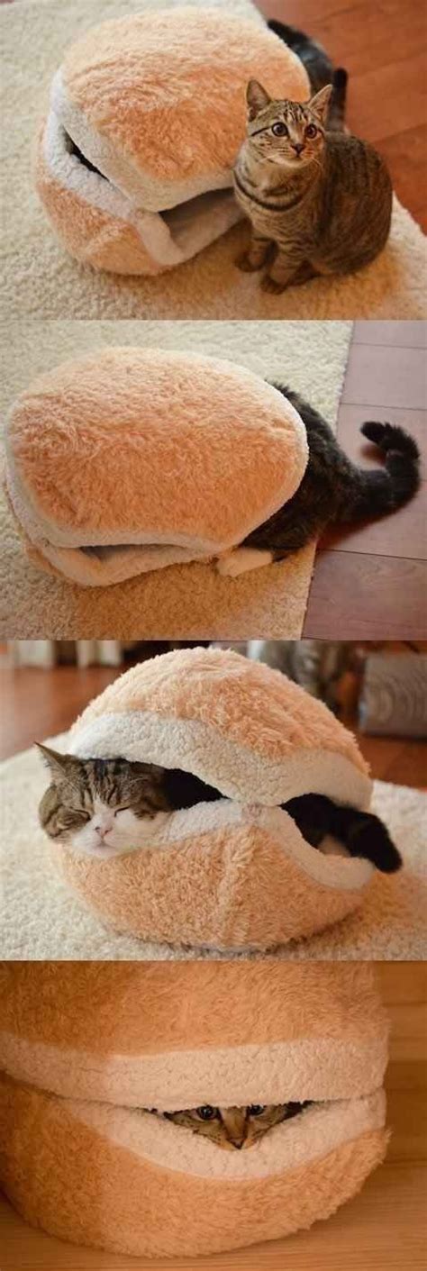 The 13 Best Sandwiches You Will Ever Find Cute Cats Cute Animals