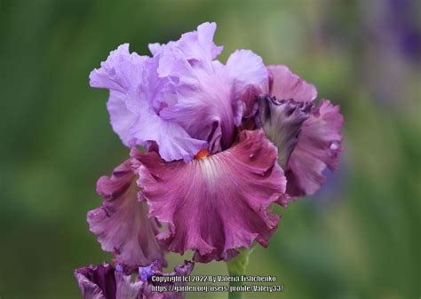 Photo Of The Bloom Of Tall Bearded Iris Iris Chasing Destiny Posted