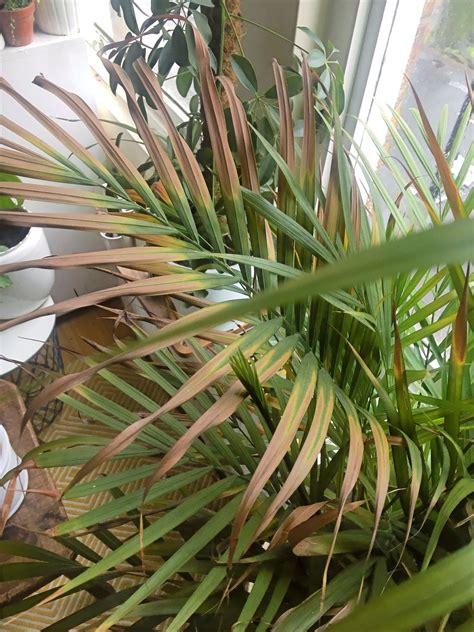 Areca Palm Plant Care And Tips
