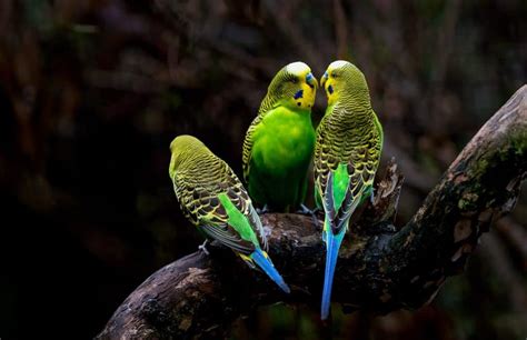 Why Are Budgies So Cute 9 Revealing Reasons