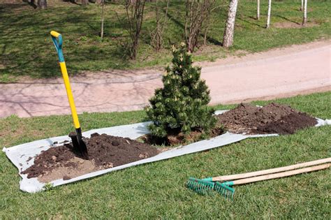 You must dig the tree and a dirt ball as big as the pot i'll edit this or write a transplanting pecan trees #2 to report on the progress of the ones i dug. Tree Moving Tips - When And How To Transplant A Tree Or Shrub