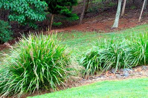 Ground Covers Keep Soil Cool Yates Gardening
