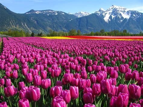250 beautiful background photos pexels free stock photos. Alam Mengembang Jadi Guru: 18 Ladang dan Taman Bunga yang ...