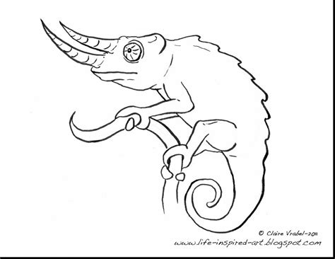 Free chameleon coloring pages printable. Chameleon Drawing at GetDrawings | Free download