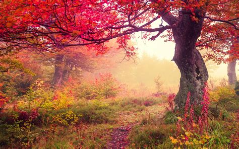Autumn Forest Background Download Free | PixelsTalk.Net