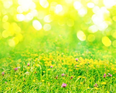 Spring Nature Background With Green Grass Wildflowers And Bokeh Stock