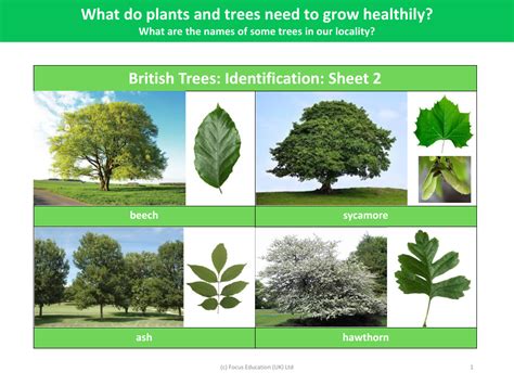 British Trees Identification Sheet 2 Plants Year 2 Pango