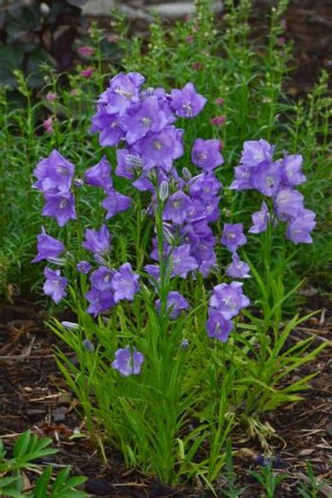 Campanula Persicifolia Takion Blue Bellflower Plants4home