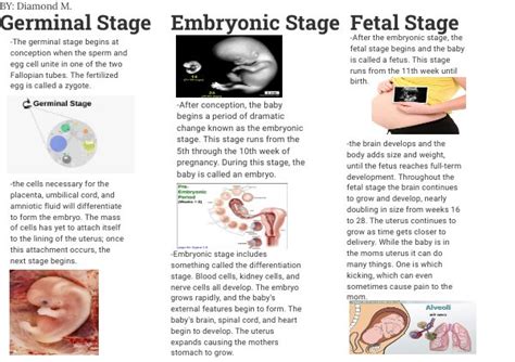 Stages Of Pregnancy Brochure By Diamond Moody Flipsnack
