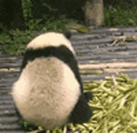 Panda Angry  Panda Angry Mad Discover And Share S