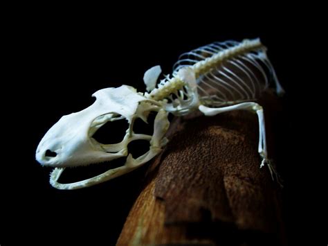 Tokay Gecko Skeleton Gecko Gecko Skeleton Articulated By Flickr