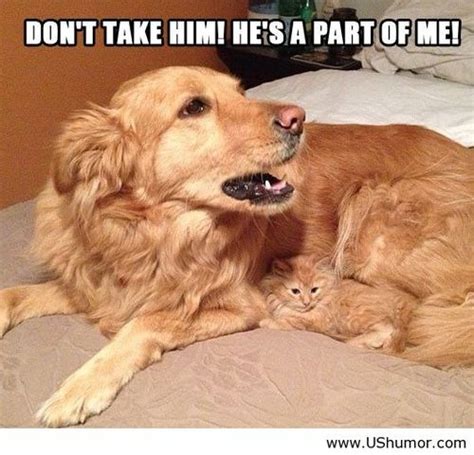 Cat And Dog Quotes Quotesgram