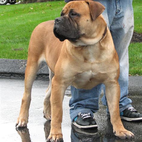 Remember, the boerboel is majestic and magnificent and with that comes great responsibility. rufus alden: Boerboel Puppies for Sale