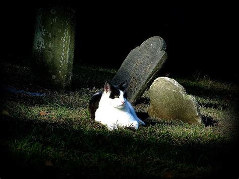 Discover hartsdale pet cemetery in hartsdale, new york: cemetery cat | Pet cemetery, Pretty cats, Cats