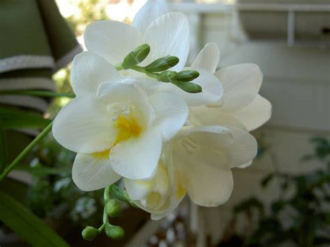 Freesia White Best Smelling Flower Ever Best Smelling Flowers