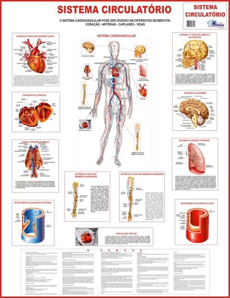 Mapa Mental Del Aparato Circulatorio Humano Geno Aria Art Porn Sex 7920