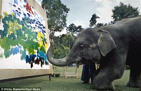 Elephants Paint Using Their Trunks Feet And Special Brushes Daily