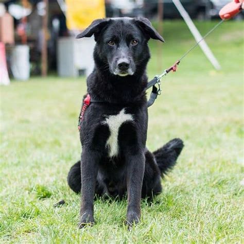 It can easily be trained to herd fish into fishermen's nets. Top 10 Questions about the Portuguese Water Dog - Animalso