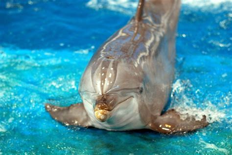 They eat many different types of fish, but depending on the species of dolphin they will also eat, squid, octopus killer whales are the only dolphins which will kill and eat other mammals. What Do Dolphins Eat? - AnimalWhoop