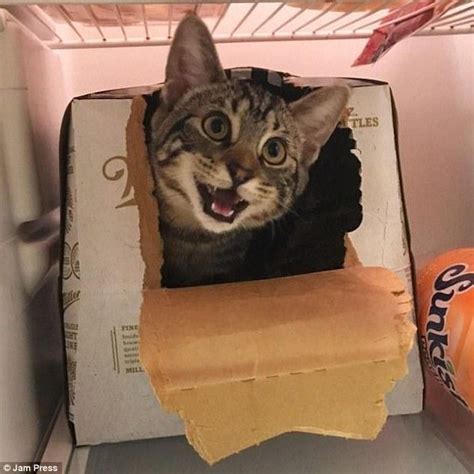 Hilarious Pictures Of Guilty Pets Caught In The Act Cats Cat
