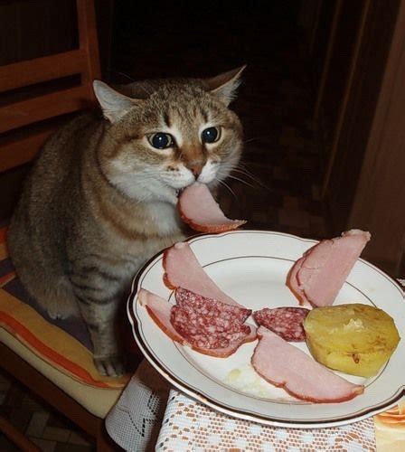 Cats can eat ham, but only in small doses. cursed cat | Tumblr