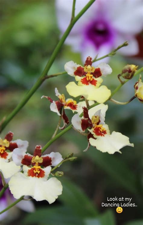 Dancing Lady Orchid Oncidium Prakritis Garden