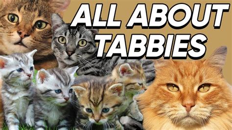 Fun Facts About Tabby Cats We Bet You Didnt Know Youtube