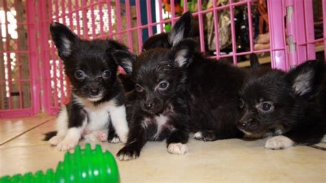 Chion Puppies For Sale Georgia Local Breeders Near