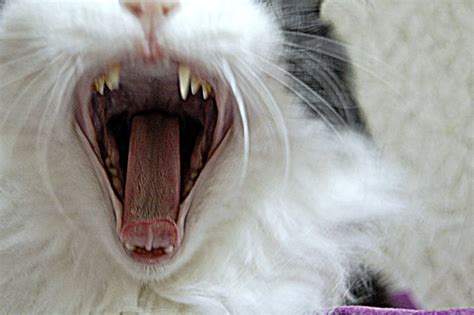 Cat Tongue Anatomy