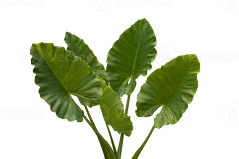 Taro Leaves Isolated Background 11842097 Png