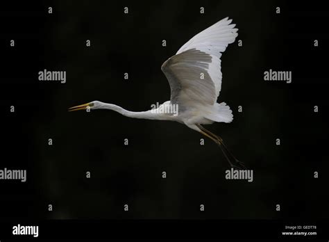 Great White Egret Egretta Alba In Flight Stock Photo Alamy