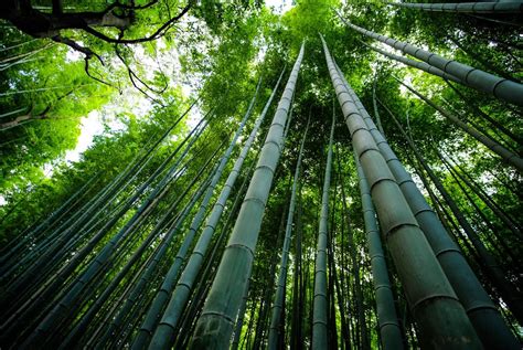 Bamboo The Super Resource Bamboo Hearts Bamboo Plants Bamboo Tree Growing Bamboo