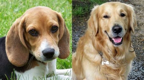 Golden Retriever Beagle Mix The Adorable Beago
