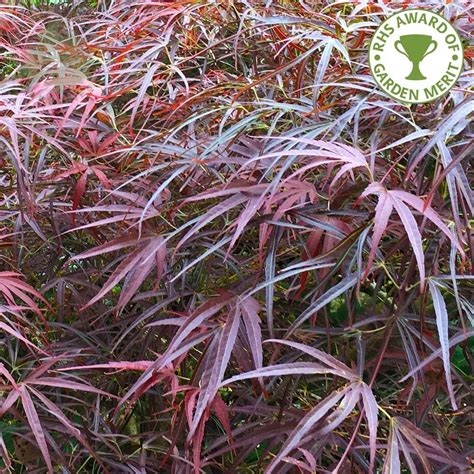 Maybe you would like to learn more about one of these? Acer palmatum Red Pygmy | Dwarf Japanese Maple Trees For Sale