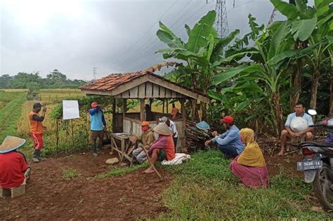 Petani Panembangan Kembangkan Minapadi Seluas Hektare Ekonomi