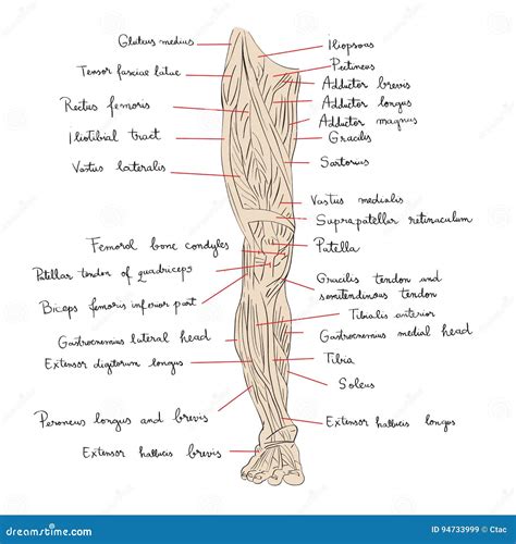 Leg Muscles Front Color Stock Illustration Illustration Of Human
