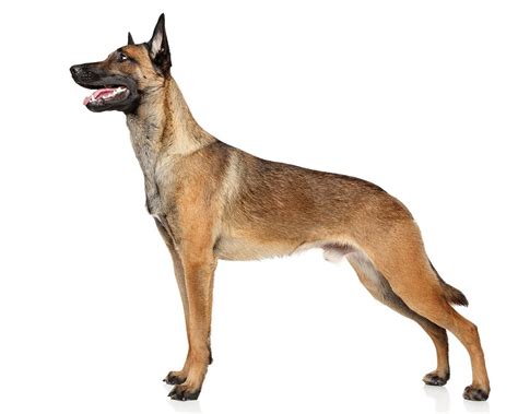 Pastor Belga Malinois Cão Nosso