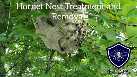 Hornet Nest Treated And Removed Reading Pa Prudential Pest Solutions