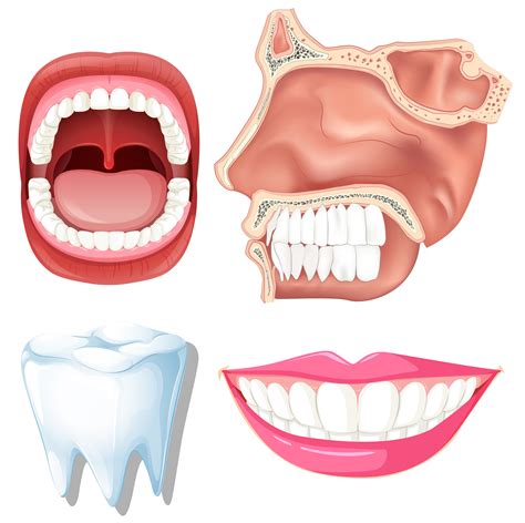 Anatomy Of Human Teeth 301685 Vector Art At Vecteezy