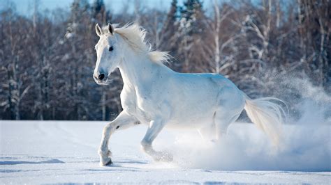 White Horse Running Away